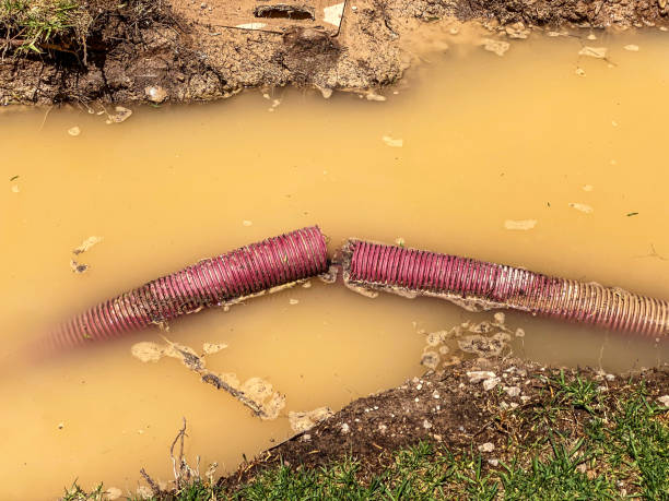 Best Professional water damage repair  in Covington, VA